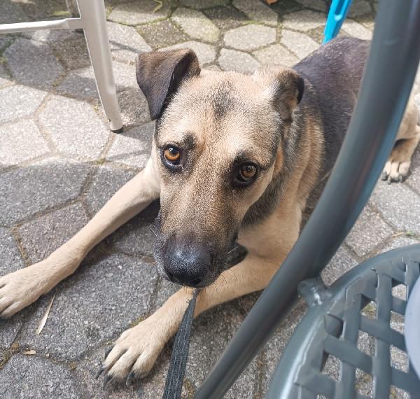 Tango, cane dolcissimo (colore focato, meticcio) Foto 5